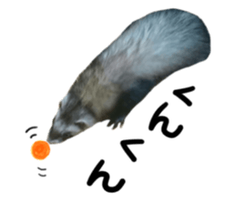 motepoyo ferret everyday life sticker #15859301