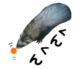 motepoyo ferret everyday life sticker #15859301