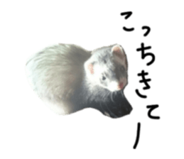 motepoyo ferret everyday life sticker #15859302