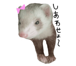 motepoyo ferret everyday life sticker #15859303