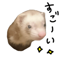 motepoyo ferret everyday life sticker #15859304