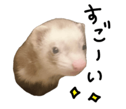 motepoyo ferret everyday life sticker #15859304