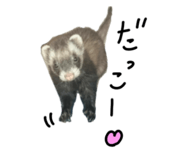 motepoyo ferret everyday life sticker #15859305