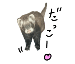 motepoyo ferret everyday life sticker #15859305