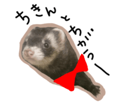 motepoyo ferret everyday life sticker #15859306