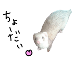 motepoyo ferret everyday life sticker #15859307