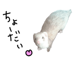 motepoyo ferret everyday life sticker #15859307