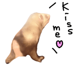 motepoyo ferret everyday life sticker #15859308