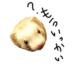 motepoyo ferret everyday life sticker #15859309