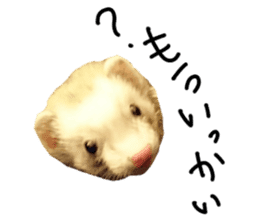 motepoyo ferret everyday life sticker #15859309