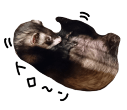 motepoyo ferret everyday life sticker #15859310