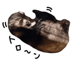 motepoyo ferret everyday life sticker #15859310