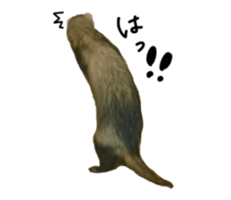 motepoyo ferret everyday life sticker #15859311