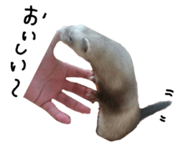 motepoyo ferret everyday life sticker #15859312