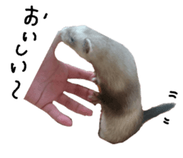 motepoyo ferret everyday life sticker #15859312
