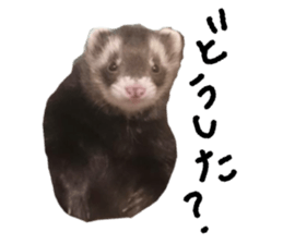 motepoyo ferret everyday life sticker #15859313