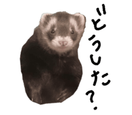 motepoyo ferret everyday life sticker #15859313