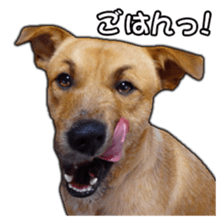 Dog dog kotaro sticker Vol.2 sticker #15859378