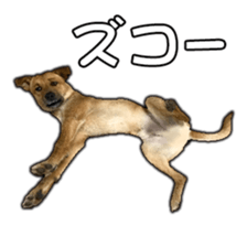 Dog dog kotaro sticker Vol.2 sticker #15859379