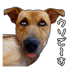 Dog dog kotaro sticker Vol.2 sticker #15859380