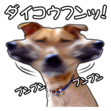 Dog dog kotaro sticker Vol.2 sticker #15859381