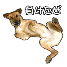 Dog dog kotaro sticker Vol.2 sticker #15859382