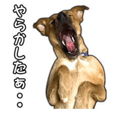Dog dog kotaro sticker Vol.2 sticker #15859383