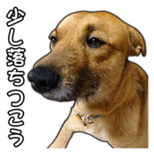 Dog dog kotaro sticker Vol.2 sticker #15859384