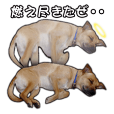 Dog dog kotaro sticker Vol.2 sticker #15859385
