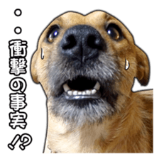 Dog dog kotaro sticker Vol.2 sticker #15859386