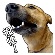 Dog dog kotaro sticker Vol.2 sticker #15859387