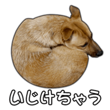Dog dog kotaro sticker Vol.2 sticker #15859388