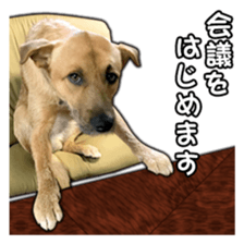 Dog dog kotaro sticker Vol.2 sticker #15859390
