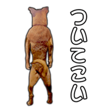 Dog dog kotaro sticker Vol.2 sticker #15859391