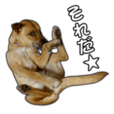 Dog dog kotaro sticker Vol.2 sticker #15859392