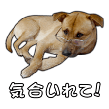Dog dog kotaro sticker Vol.2 sticker #15859393