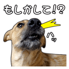 Dog dog kotaro sticker Vol.2 sticker #15859394