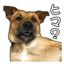 Dog dog kotaro sticker Vol.2 sticker #15859395