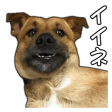 Dog dog kotaro sticker Vol.2 sticker #15859396