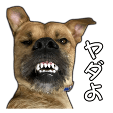 Dog dog kotaro sticker Vol.2 sticker #15859397