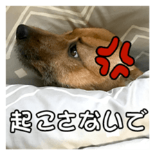 Dog dog kotaro sticker Vol.2 sticker #15859398