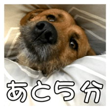 Dog dog kotaro sticker Vol.2 sticker #15859400
