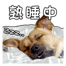 Dog dog kotaro sticker Vol.2 sticker #15859401