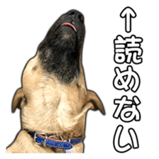 Dog dog kotaro sticker Vol.2 sticker #15859402