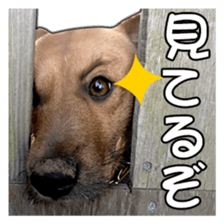Dog dog kotaro sticker Vol.2 sticker #15859403