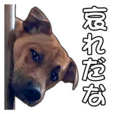 Dog dog kotaro sticker Vol.2 sticker #15859404