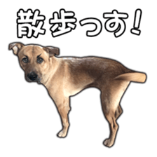 Dog dog kotaro sticker Vol.2 sticker #15859405