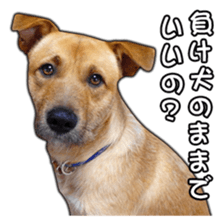 Dog dog kotaro sticker Vol.2 sticker #15859407