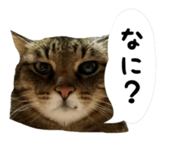 sakie fam Sticker sticker #15860694