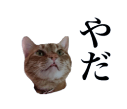 sakie fam Sticker sticker #15860696